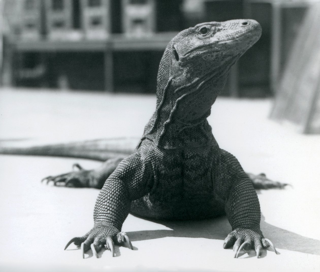 Smok z Komodo w londyńskim zoo, sierpień 1928 r. autorstwa Frederick William Bond