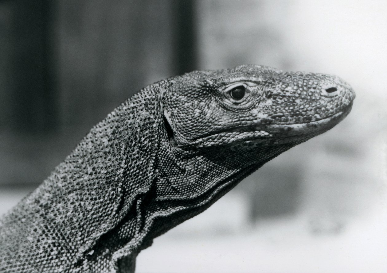 Smok z Komodo w londyńskim zoo w sierpniu 1928 r. (zdjęcie czarno-białe) autorstwa Frederick William Bond