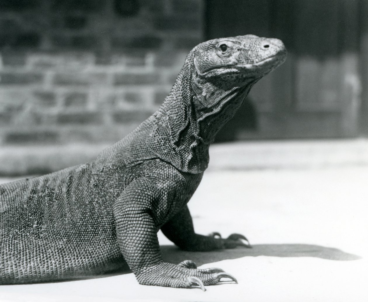 Smok z Komodo w londyńskim zoo w sierpniu 1928 r. (zdjęcie czarno-białe) autorstwa Frederick William Bond