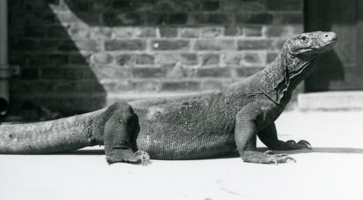 Smok z Komodo w londyńskim zoo w sierpniu 1928 r. (zdjęcie czarno-białe) autorstwa Frederick William Bond