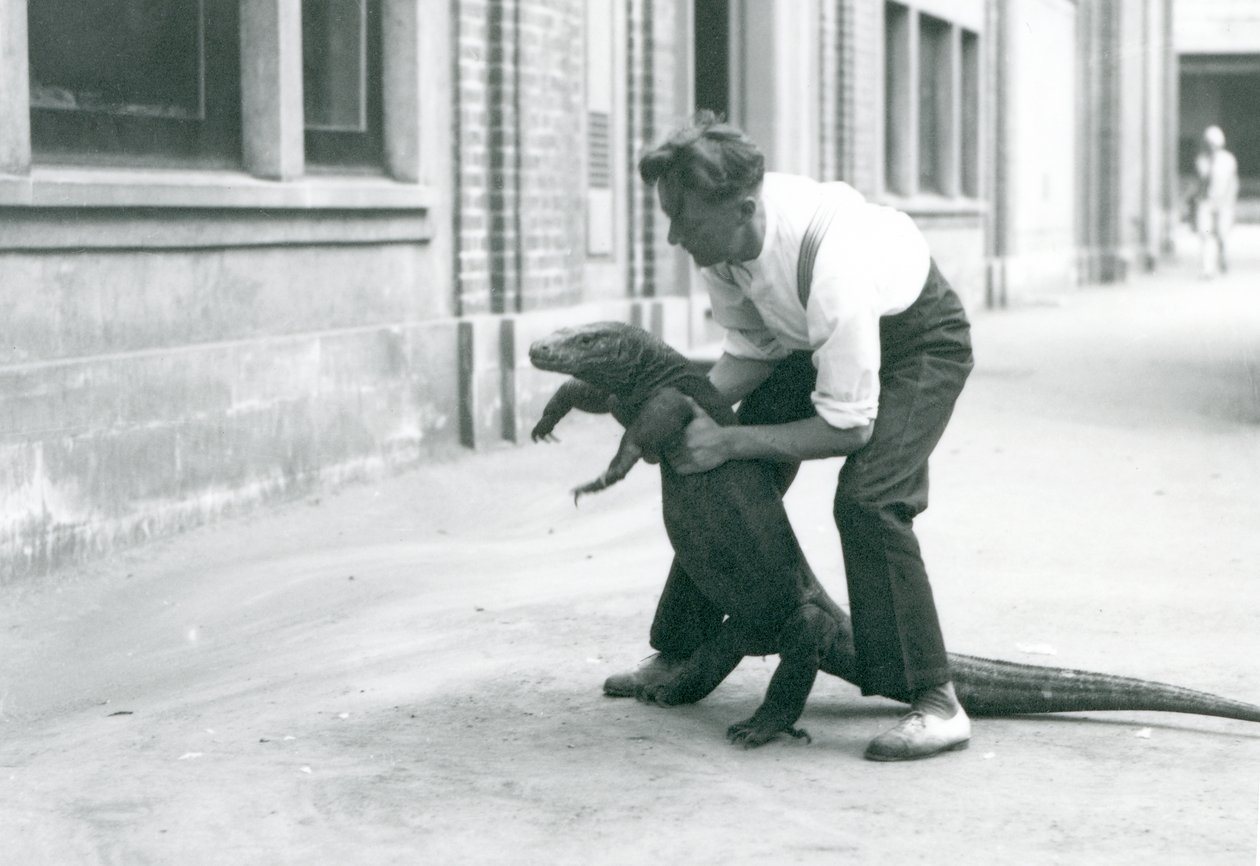 Waran z Komodo trzymany na tylnych łapach przez opiekuna w londyńskim zoo w sierpniu 1928 r. (zdjęcie czarno-białe) autorstwa Frederick William Bond