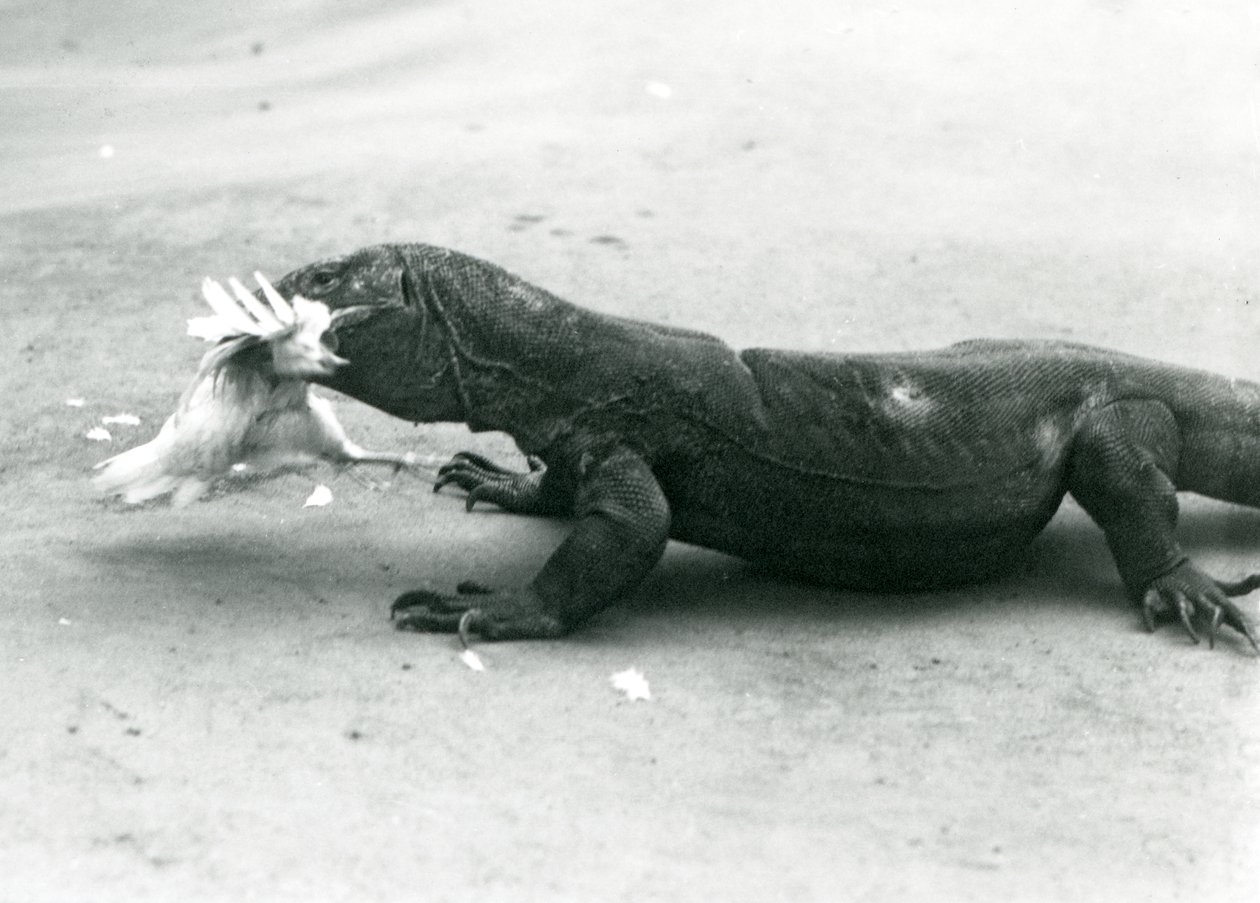 Smok z Komodo je kurczaka, londyńskie zoo autorstwa Frederick William Bond