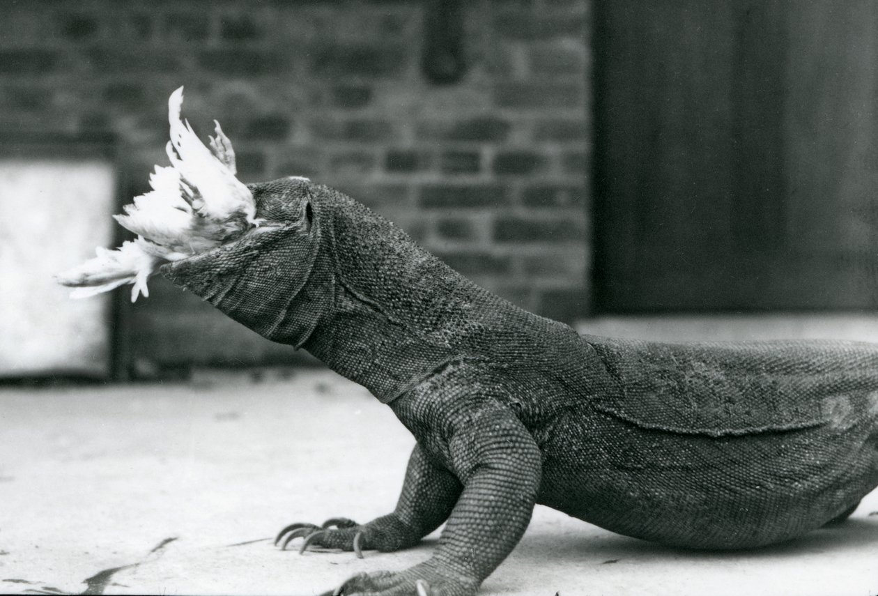 Waran z Komodo jedzący kurczaka w londyńskim zoo w sierpniu 1928 r. (zdjęcie czarno-białe) autorstwa Frederick William Bond