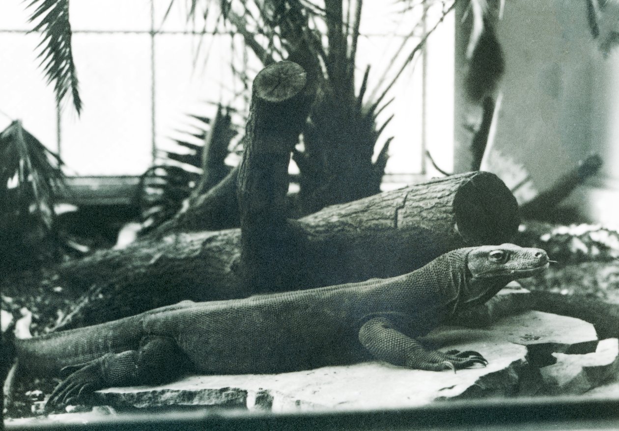 Smok z Komodo w Reptile House w londyńskim zoo w sierpniu 1928 r. (zdjęcie czarno-białe) autorstwa Frederick William Bond