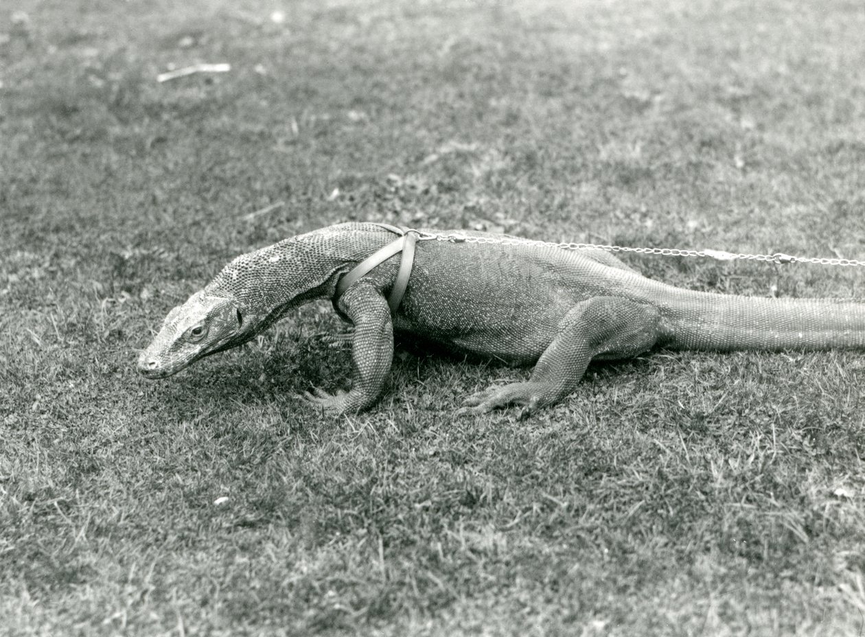 Waran z Komodo na spacer po trawniku w uprzęży i smyczy (zdjęcie czarno-białe) autorstwa Frederick William Bond