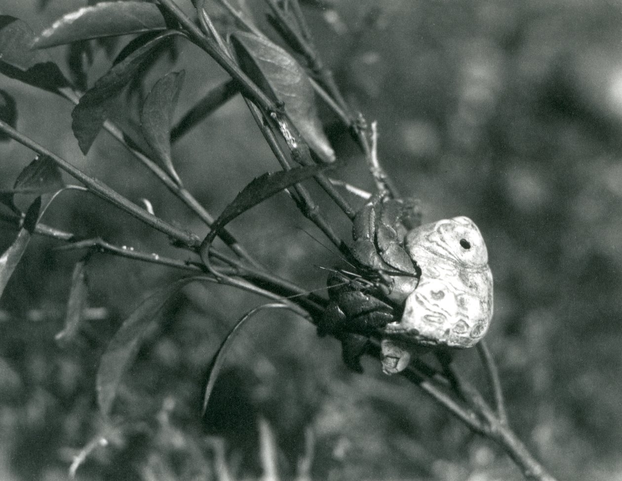 Krab pustelnik wspinający się na małą gałąź, londyńskie zoo autorstwa Frederick William Bond