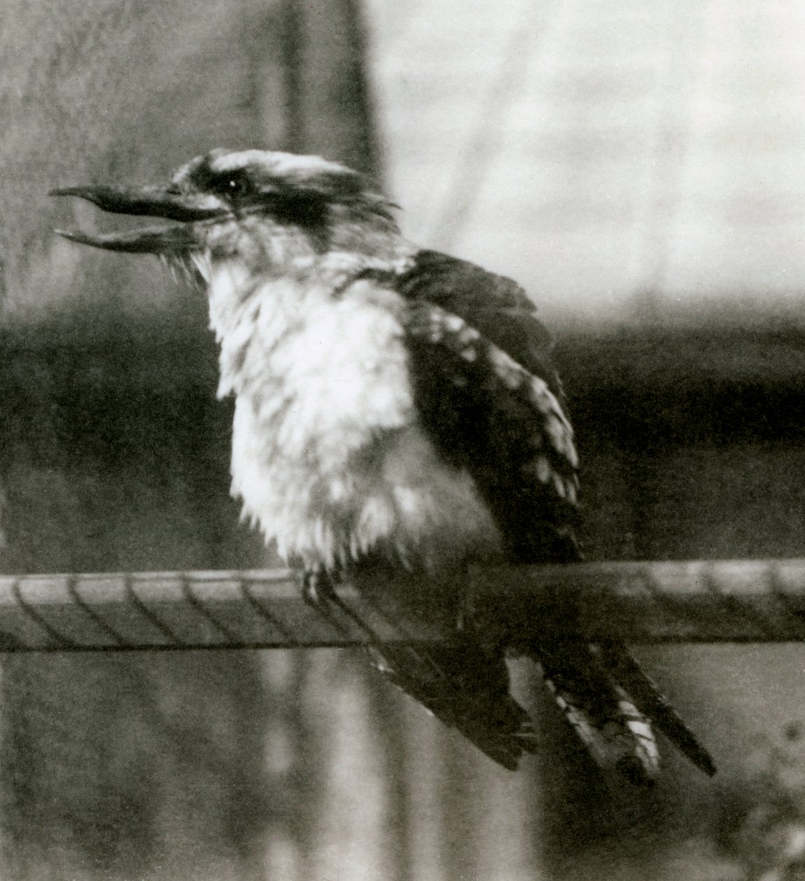 Śmiejąca się Kookaburra w londyńskim zoo w październiku 1924 r autorstwa Frederick William Bond