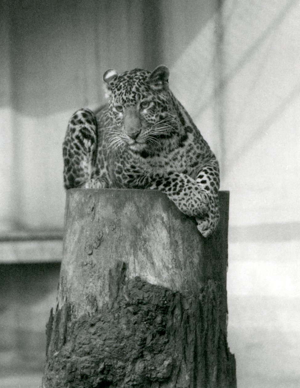 Lampart leżący na wierzchołku pnia drzewa, londyńskie zoo autorstwa Frederick William Bond