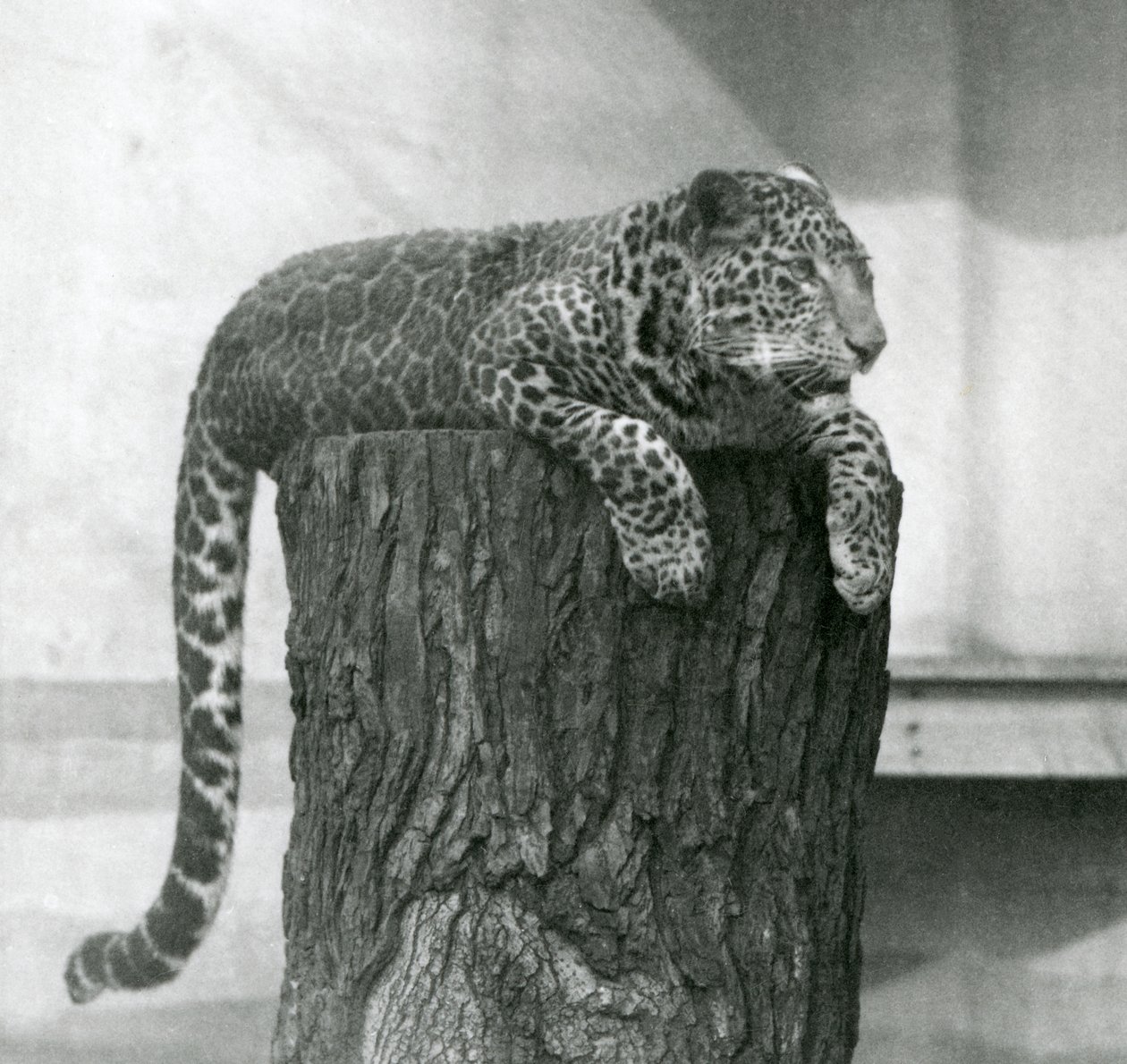 Lampart leżący na czubku pnia drzewa ze zwisającym ogonem, londyńskie zoo autorstwa Frederick William Bond