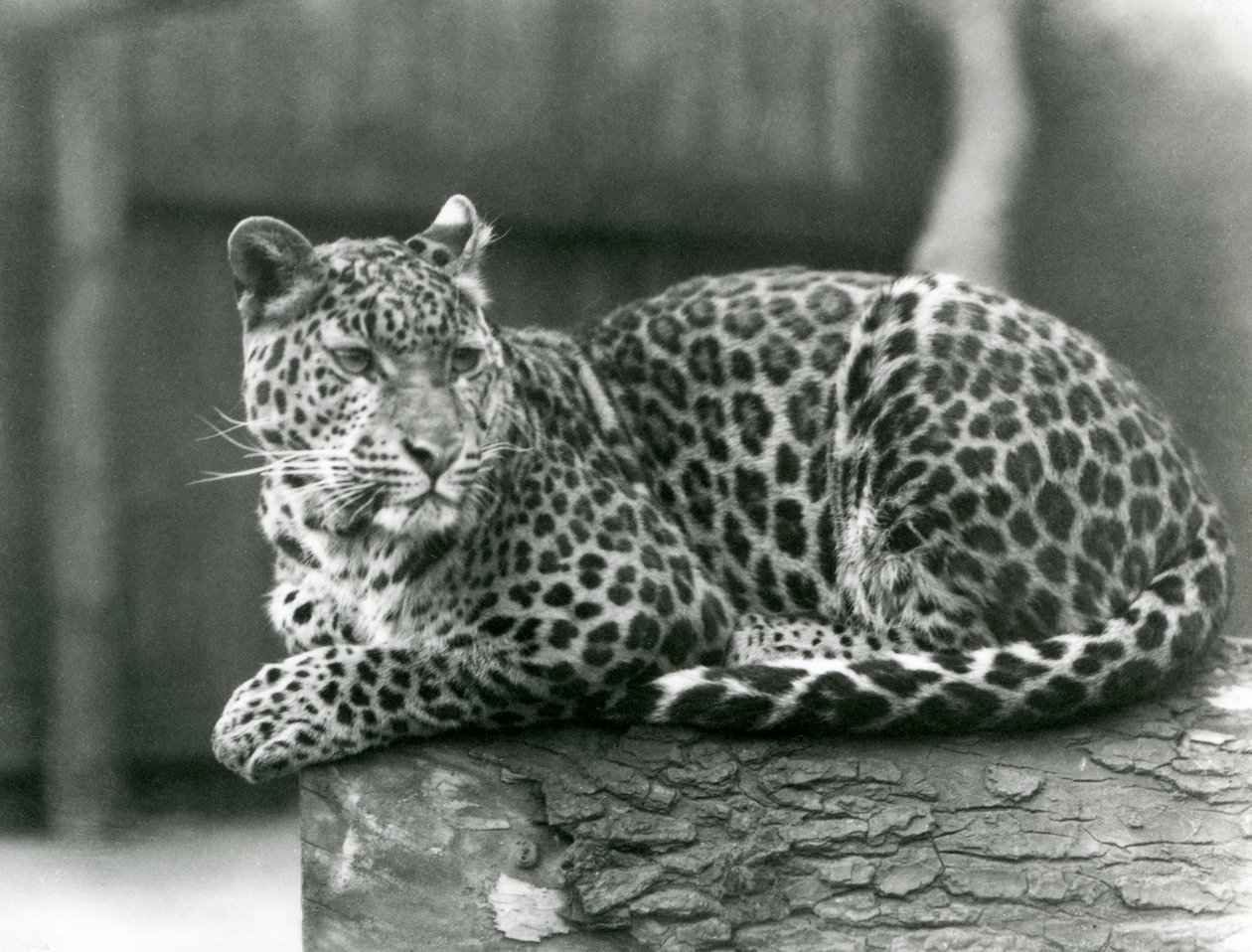 Lampart odpoczywający na kłodzie w londyńskim zoo w 1929 roku (zdjęcie czarno-białe) autorstwa Frederick William Bond