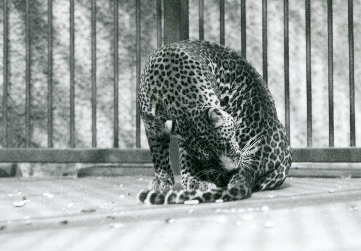Lampart siedzący na wybiegu, pielęgnujący nogę, londyńskie zoo, 1927 autorstwa Frederick William Bond