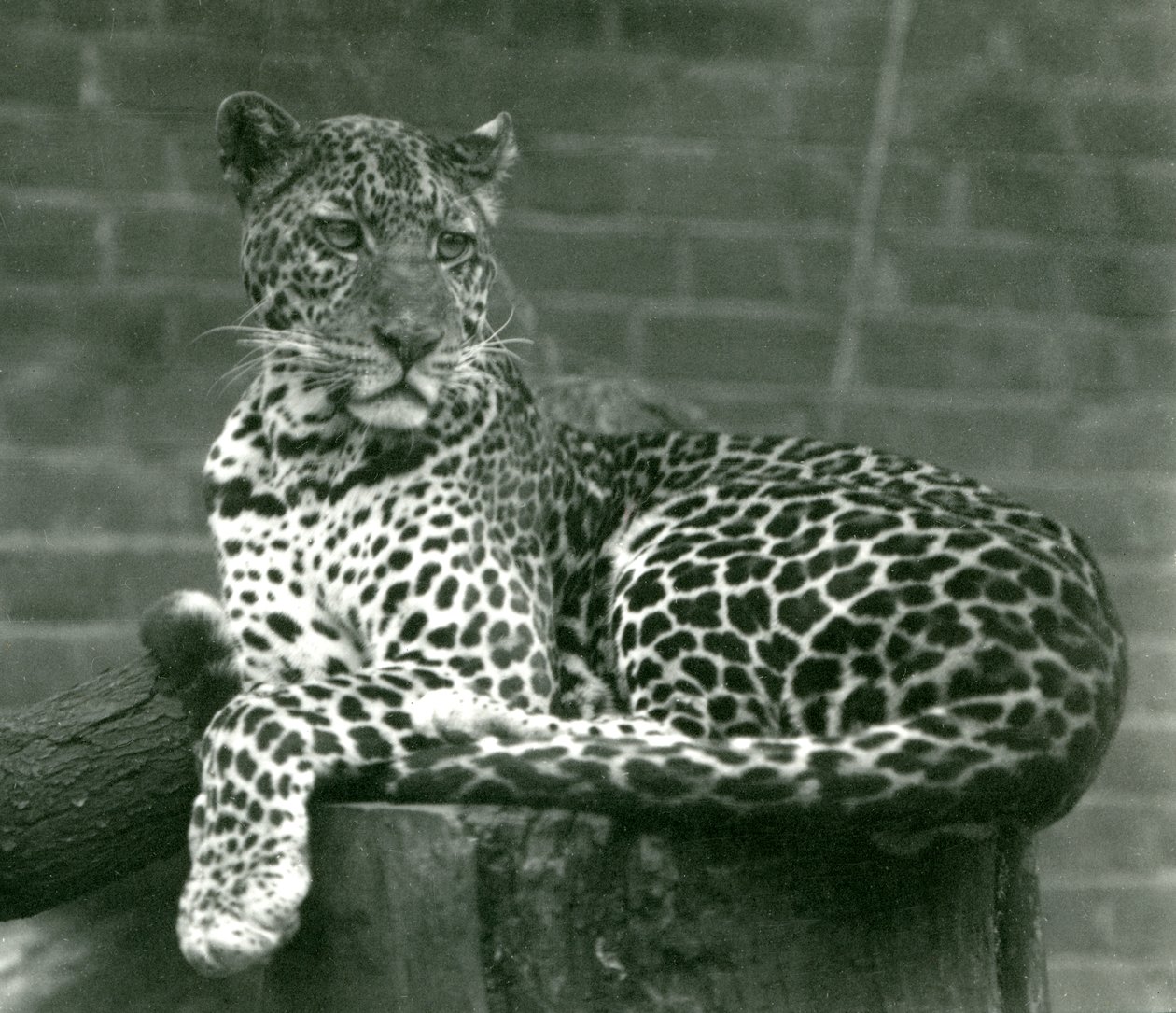 Lampart siedzący na pniu w londyńskim zoo w 1924 r. autorstwa Frederick William Bond