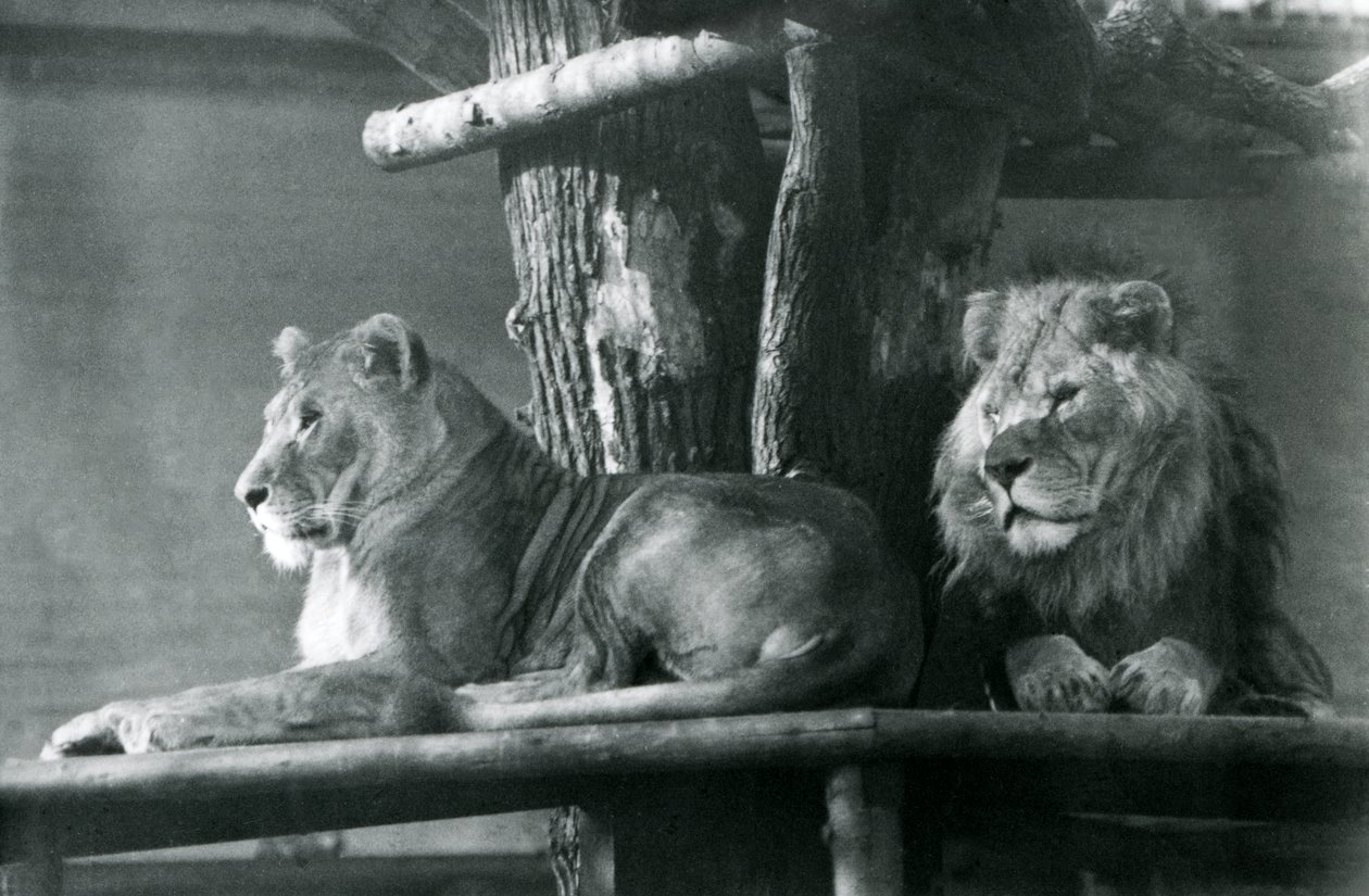 Lew i lwica odpoczywają na wysokiej platformie w swoim wybiegu, londyńskie zoo w 1929 r. (zdjęcie czarno-białe) autorstwa Frederick William Bond