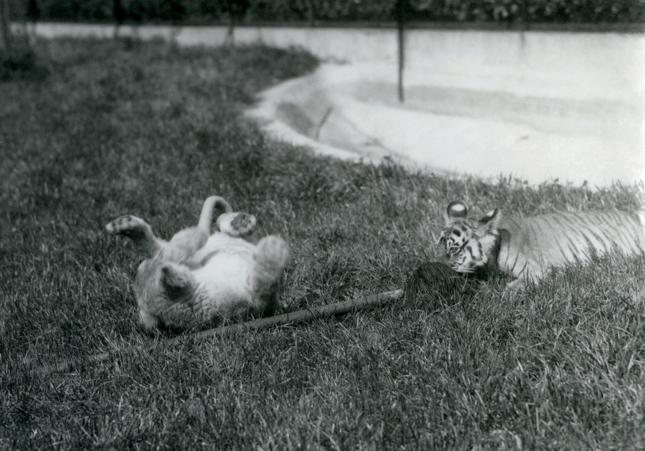 Lwiątko i tygrys bawią się mopem na trawie przy basenie, londyńskie zoo, wrzesień 1925 autorstwa Frederick William Bond