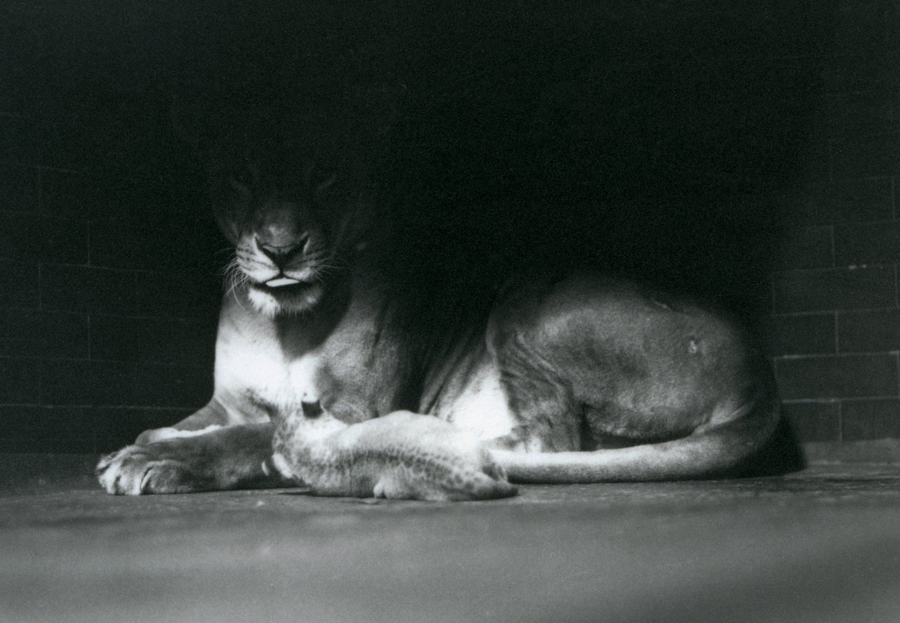 Lwiątko Leżąc z matką w cieniu tylnej części wybiegu, londyńskie zoo, październik 1925 r. autorstwa Frederick William Bond