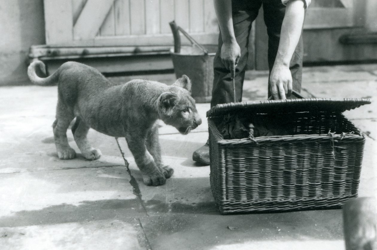 Lwiątko patrzące na tygrysa w wiklinowym koszu, który otwiera opiekun, londyńskie zoo, wrzesień 1925 autorstwa Frederick William Bond