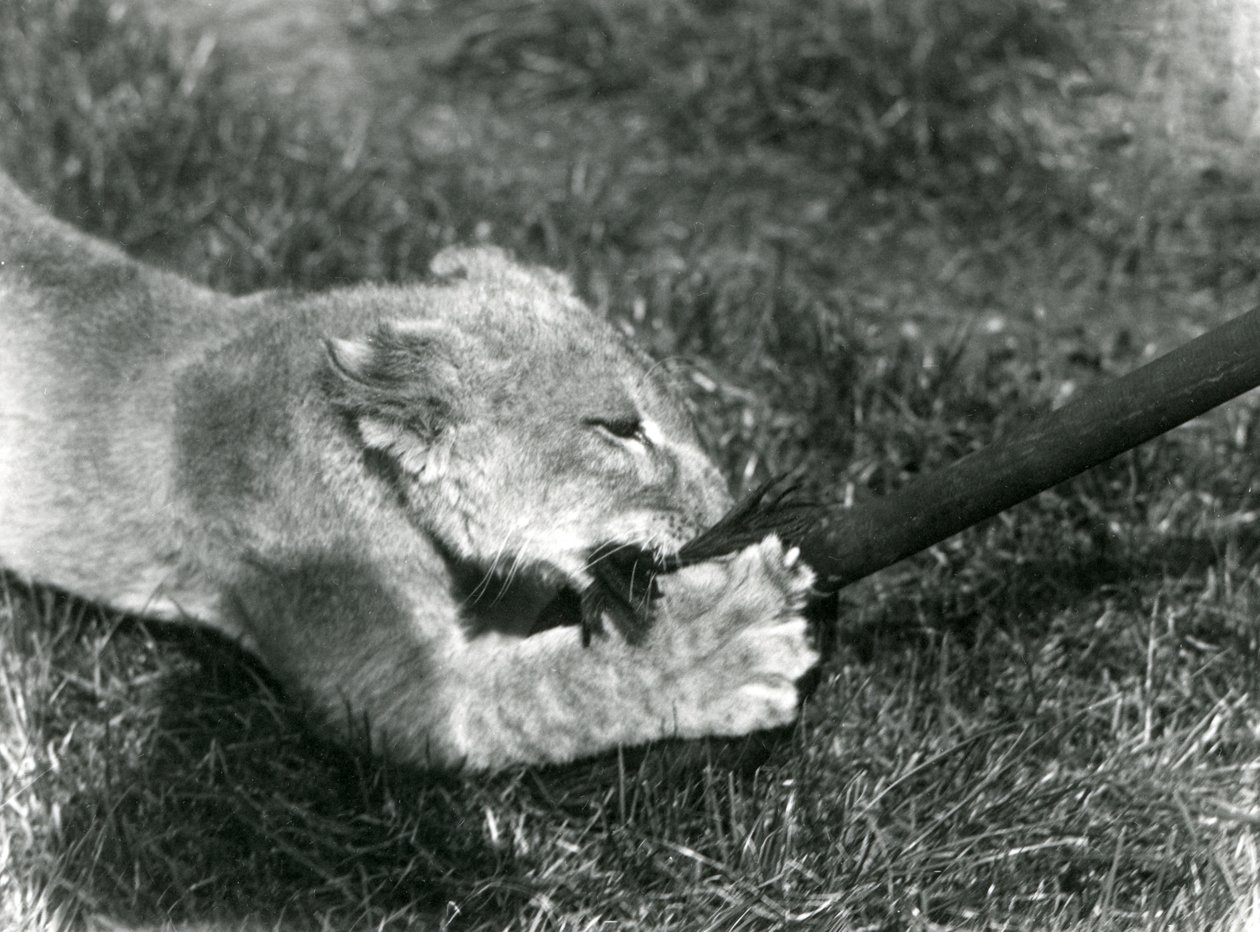 Lwiątko bawi się mopem trzymanym przez opiekuna na trawie przed swoją norą, Londyńskie Zoo, wrzesień 1925 autorstwa Frederick William Bond