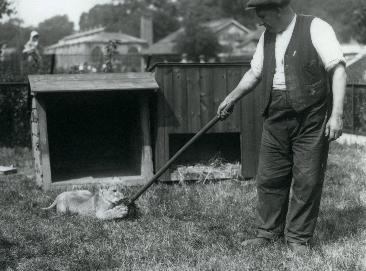 Lwiątko bawi się mopem trzymanym przez opiekuna na trawie przed swoją norą, Londyńskie Zoo, wrzesień 1925 autorstwa Frederick William Bond