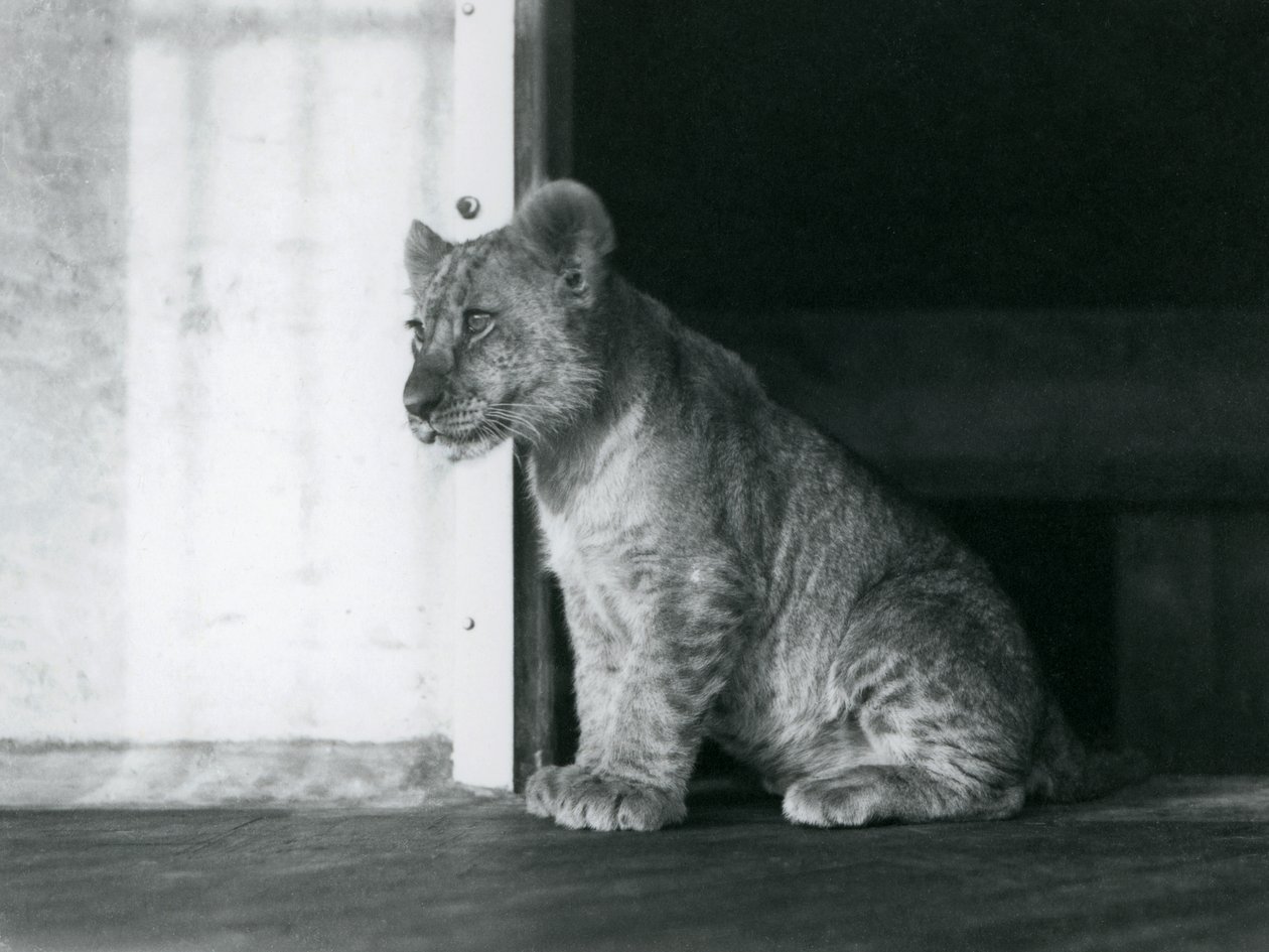 Lwiątko siedzące na podłodze w londyńskim zoo w 1930 roku (zdjęcie czarno-białe) autorstwa Frederick William Bond
