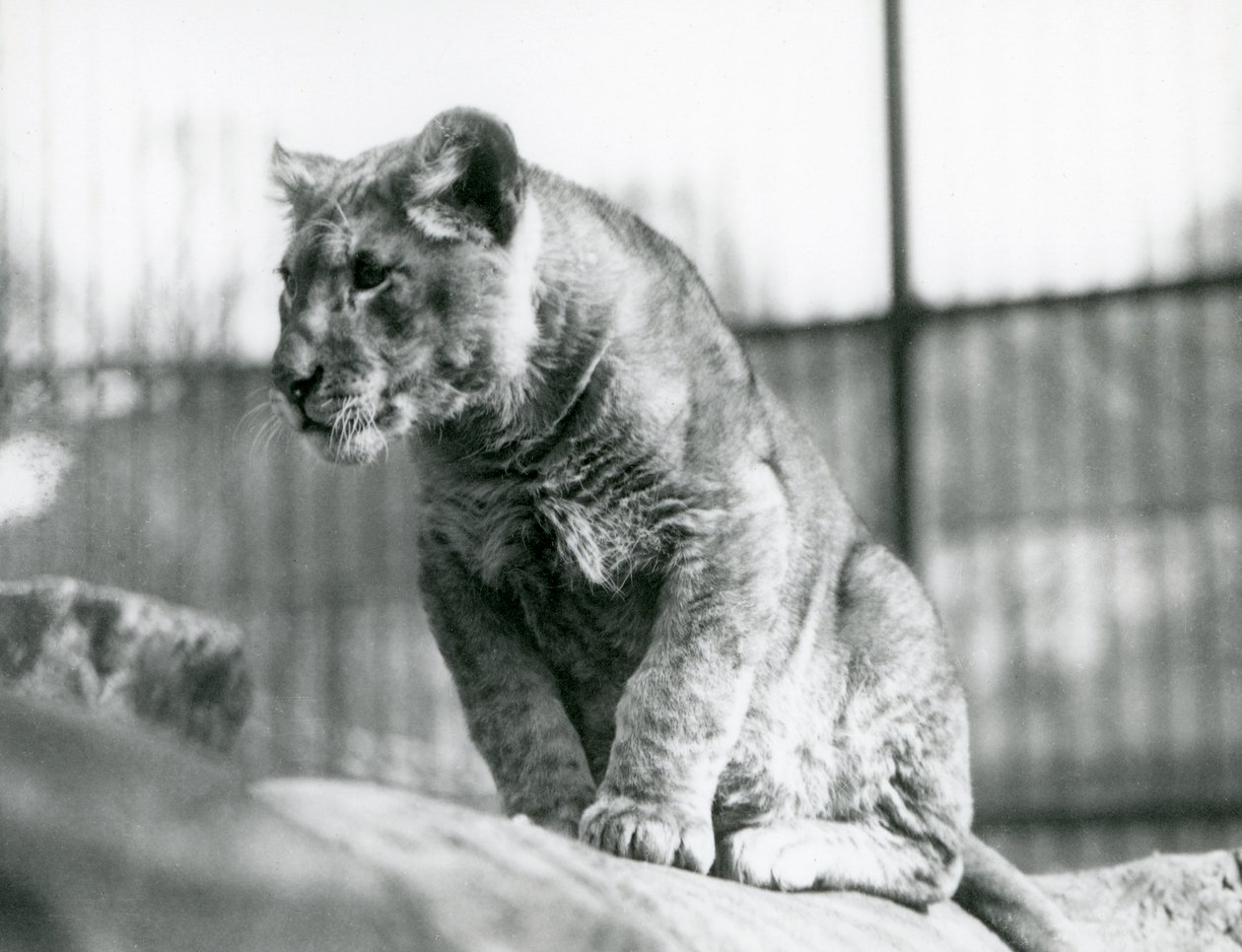 Lwiątko, które urodziło się w menażerii w lipcu 1923, londyńskie zoo, lipiec 1924 autorstwa Frederick William Bond