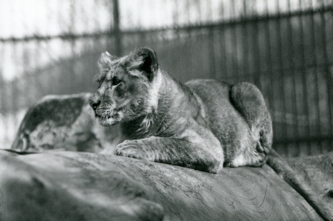 Lwiątko, które urodziło się w menażerii w lipcu 1923, londyńskie zoo, lipiec 1924 autorstwa Frederick William Bond