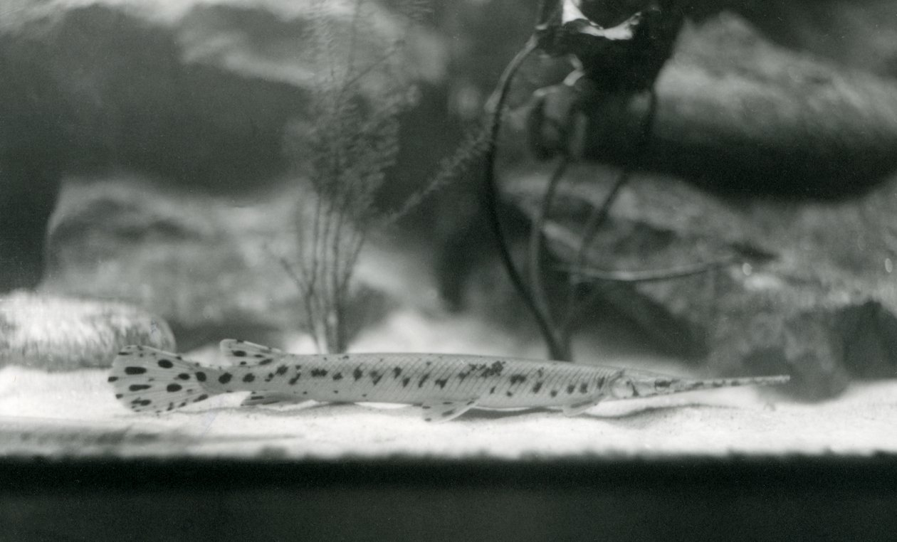 Longnose gar lub Needlenose gar, londyńskie zoo, 1924 autorstwa Frederick William Bond