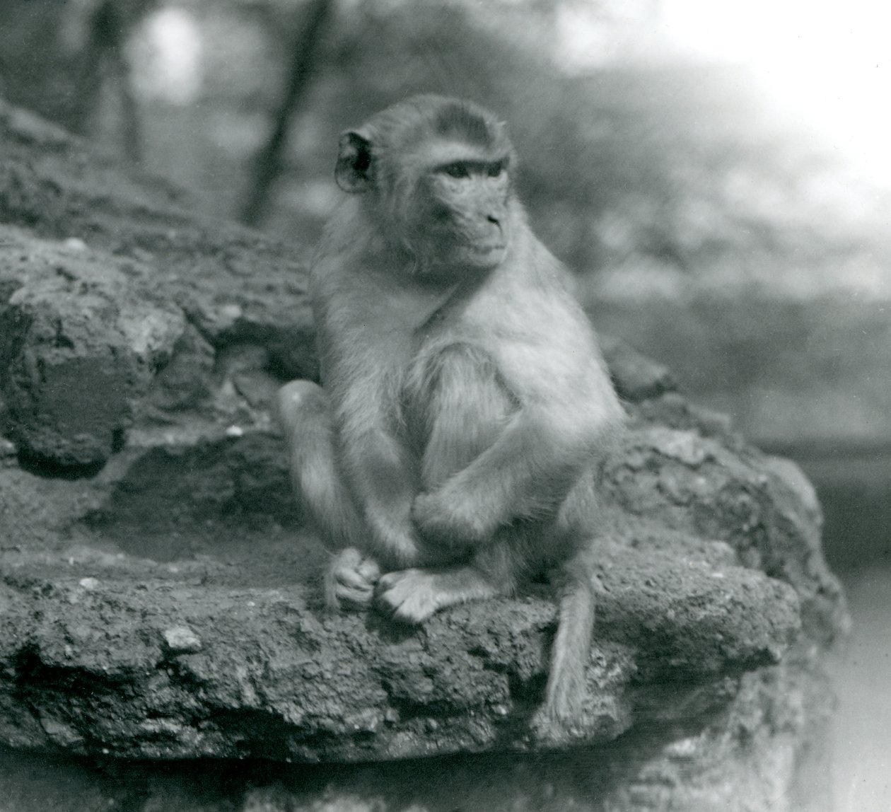 Makak siedzący na skale w londyńskim zoo w 1924 r. autorstwa Frederick William Bond