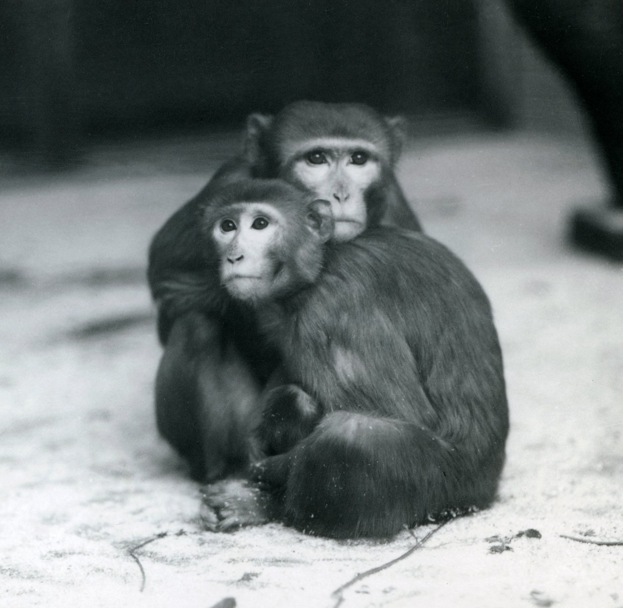 Makak z dzieckiem siedzącym razem na podłodze ich wybiegu, londyńskie zoo autorstwa Frederick William Bond