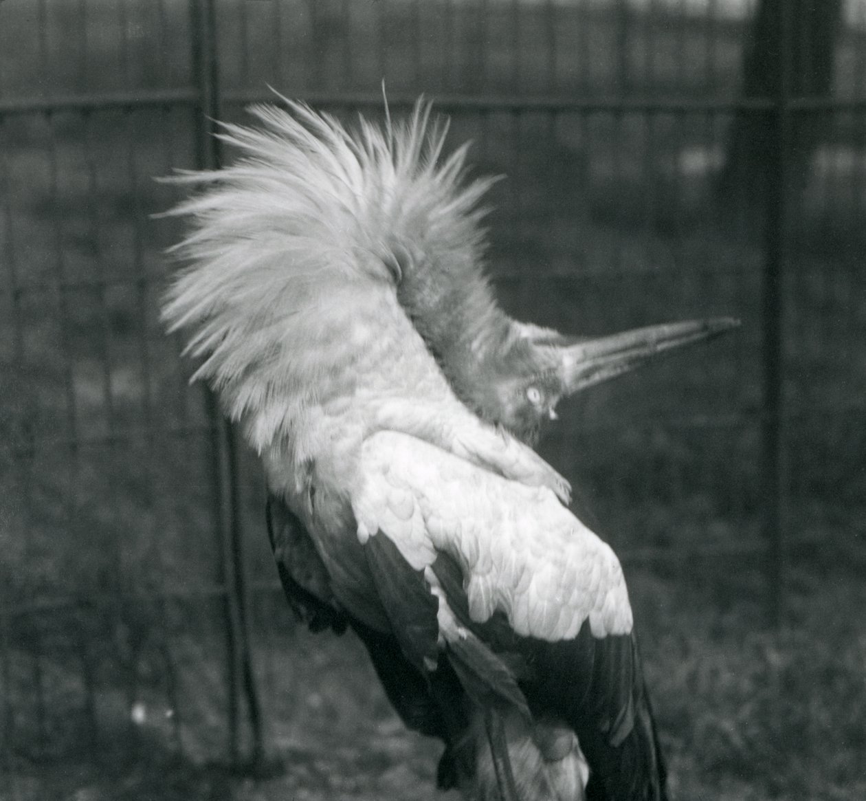Bocian Maguari wykonujący pokaz góra-dół, londyńskie zoo, lipiec 1925 autorstwa Frederick William Bond
