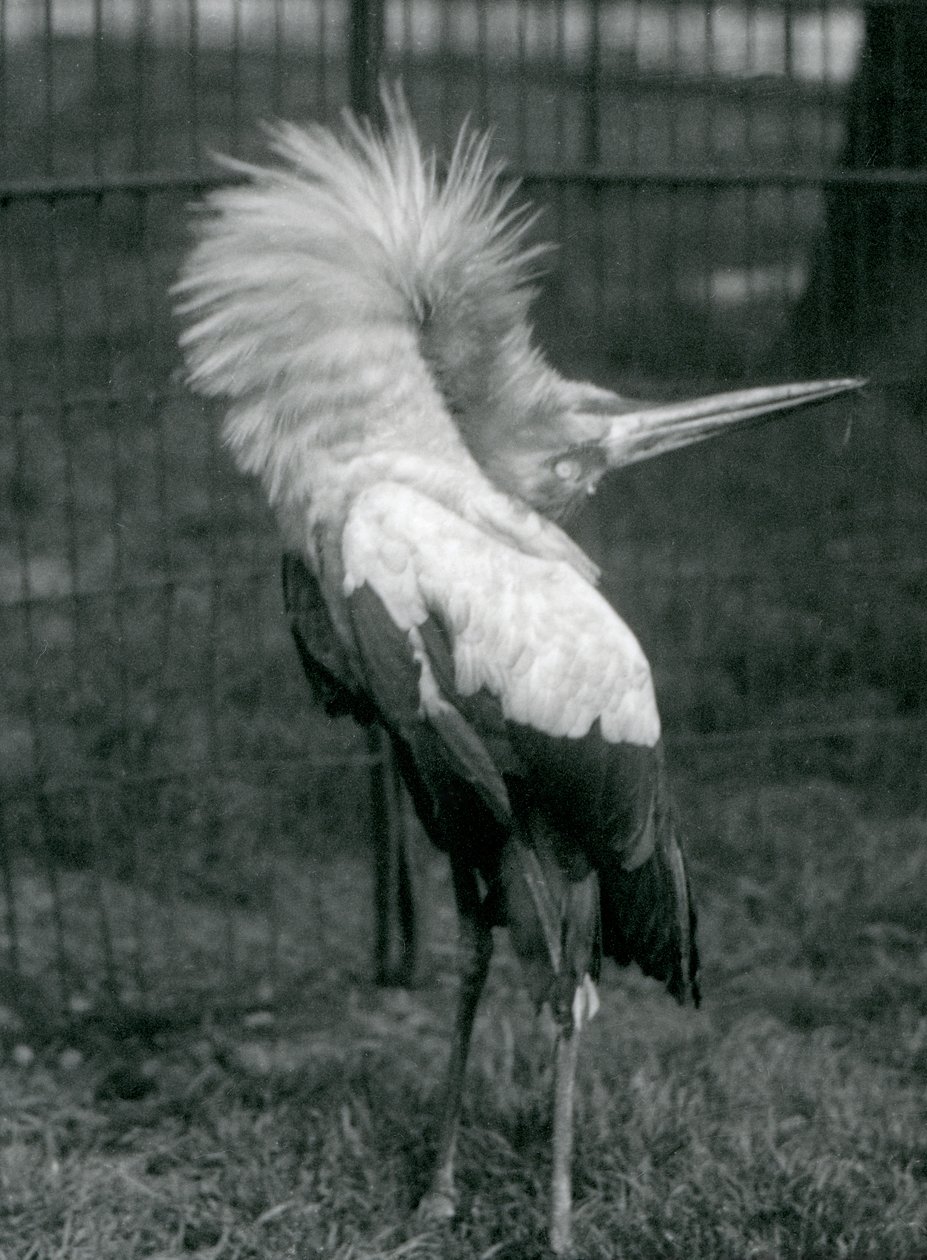 Bocian Maguari wykonujący pokaz góra-dół, londyńskie zoo, lipiec 1925 autorstwa Frederick William Bond