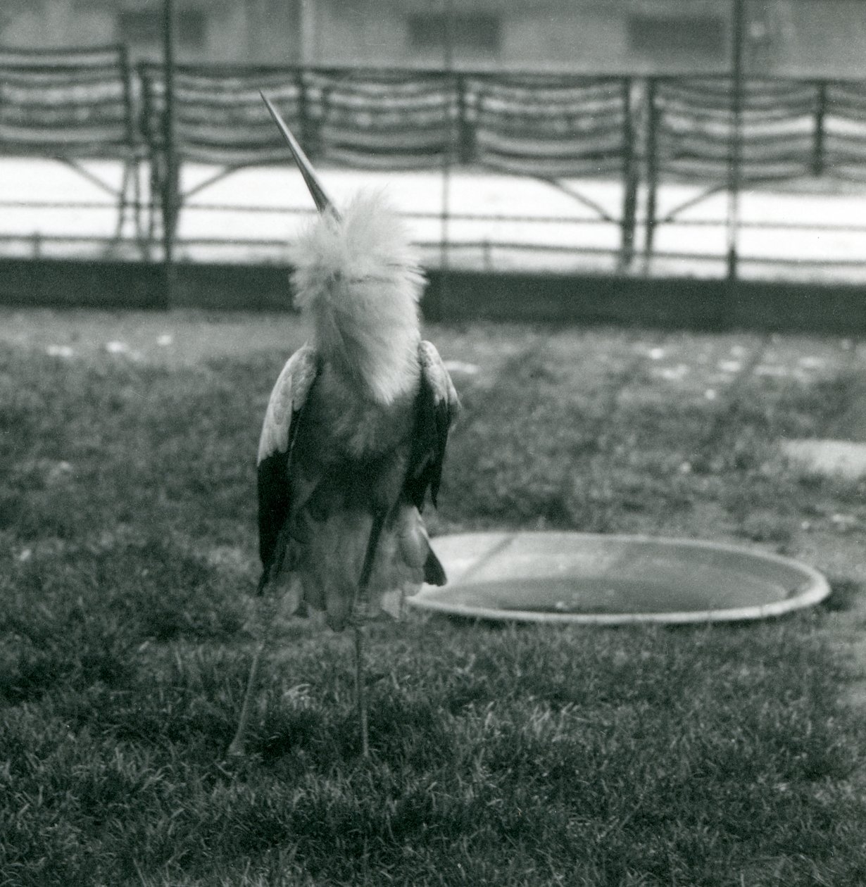 Bocian Maguari wykonujący pokaz góra-dół stojąc na trawie obok małego betonowego basenu, londyńskie zoo, lipiec 1925 (zdjęcie czarno-białe) autorstwa Frederick William Bond