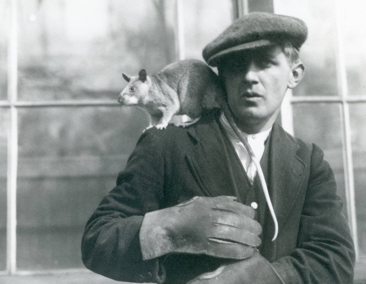 Madagaskaru Wielki Szczur siedzi na ramieniu swojego opiekuna, londyńskie zoo autorstwa Frederick William Bond