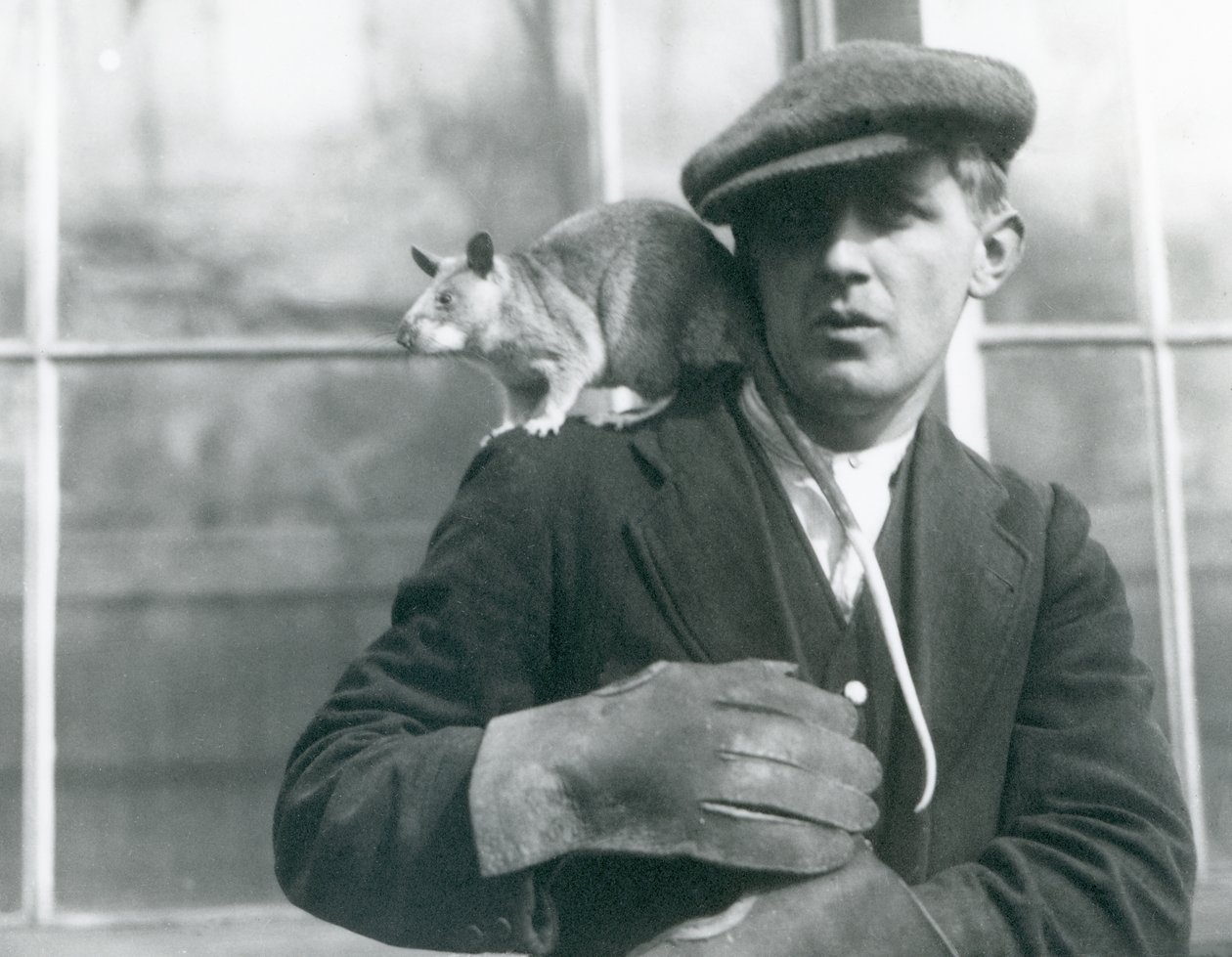 Wielki szczur z Madagaskaru siedzi na ramieniu swojego opiekuna, londyńskie zoo, 1924 r autorstwa Frederick William Bond