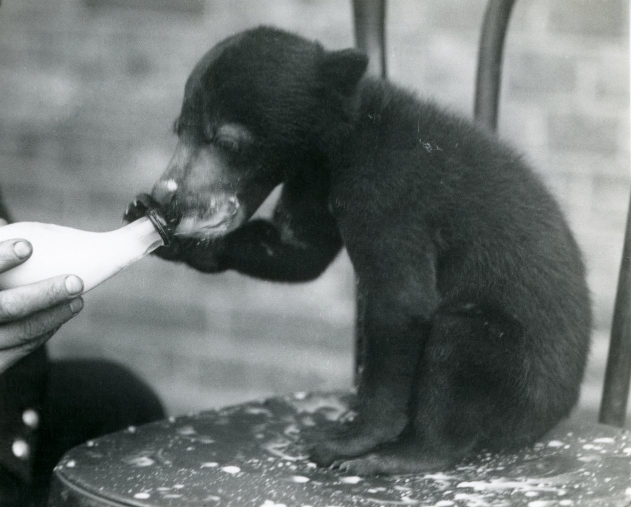 Niedźwiadek malajski lub niedźwiadek słoneczny siedzący na krześle podczas karmienia butelką przez opiekuna w londyńskim zoo, lata 20. XX wieku autorstwa Frederick William Bond