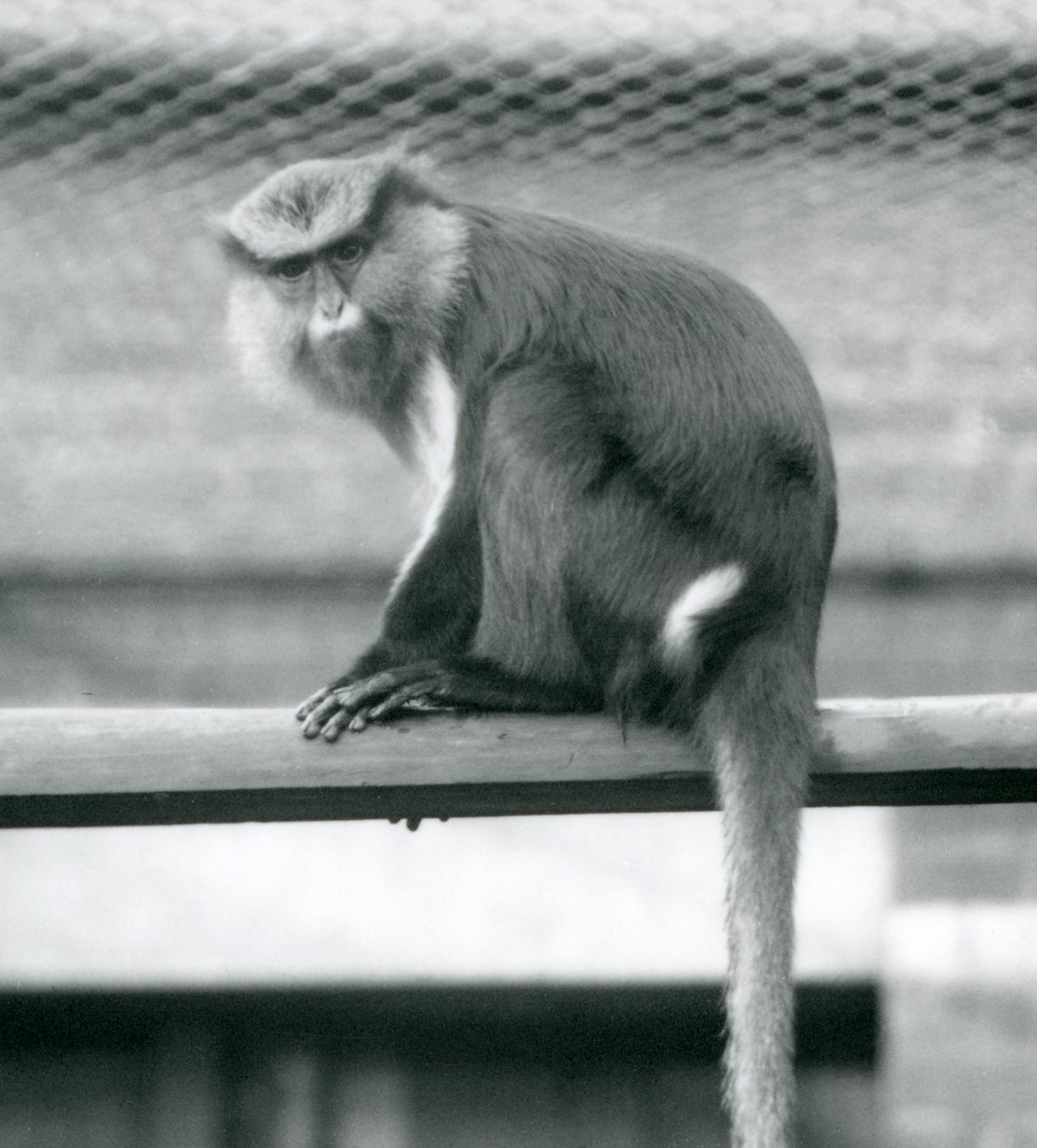 Mona Monkey siedząca na poziomym słupie w swoim wybiegu w londyńskim zoo we wrześniu 1925 r. autorstwa Frederick William Bond