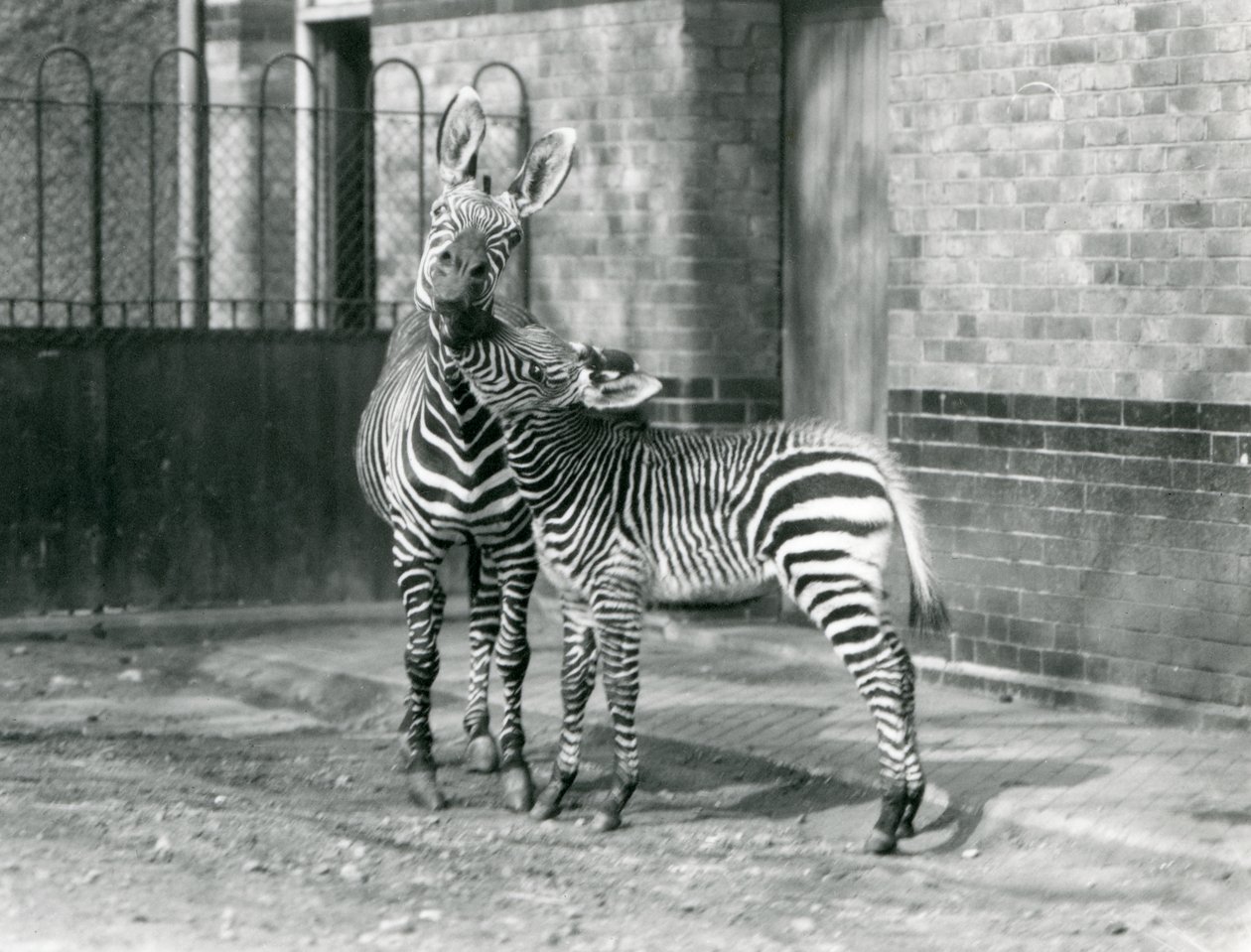 Zebra górska i jej źrebię w londyńskim zoo w 1929 roku (zdjęcie czarno-białe) autorstwa Frederick William Bond