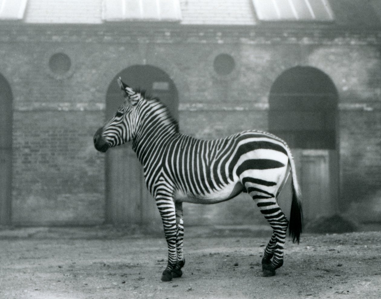 Zebra górska stojąca na wybiegu przed wysokimi drzwiami Giraffe House w londyńskim zoo w 1927 roku autorstwa Frederick William Bond
