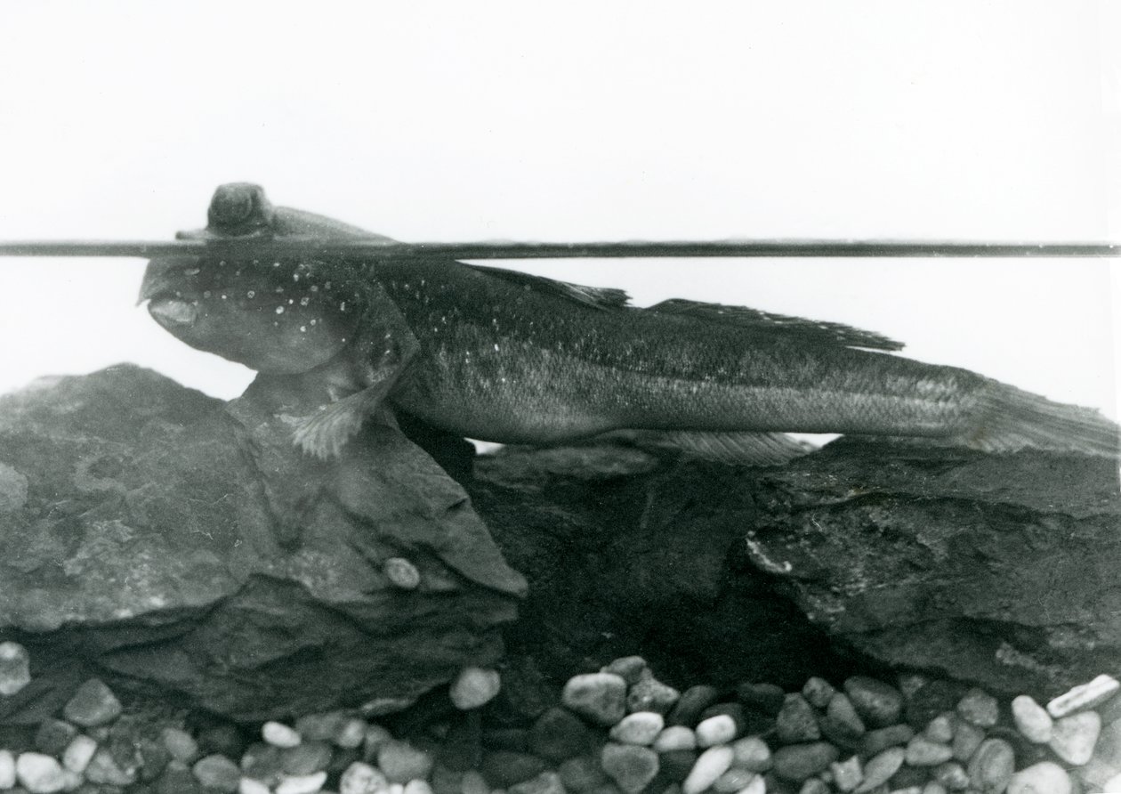 Poskoczek mułowy, spoczywający na zatopionych skałach, z oczami nad wodą, londyńskie zoo autorstwa Frederick William Bond
