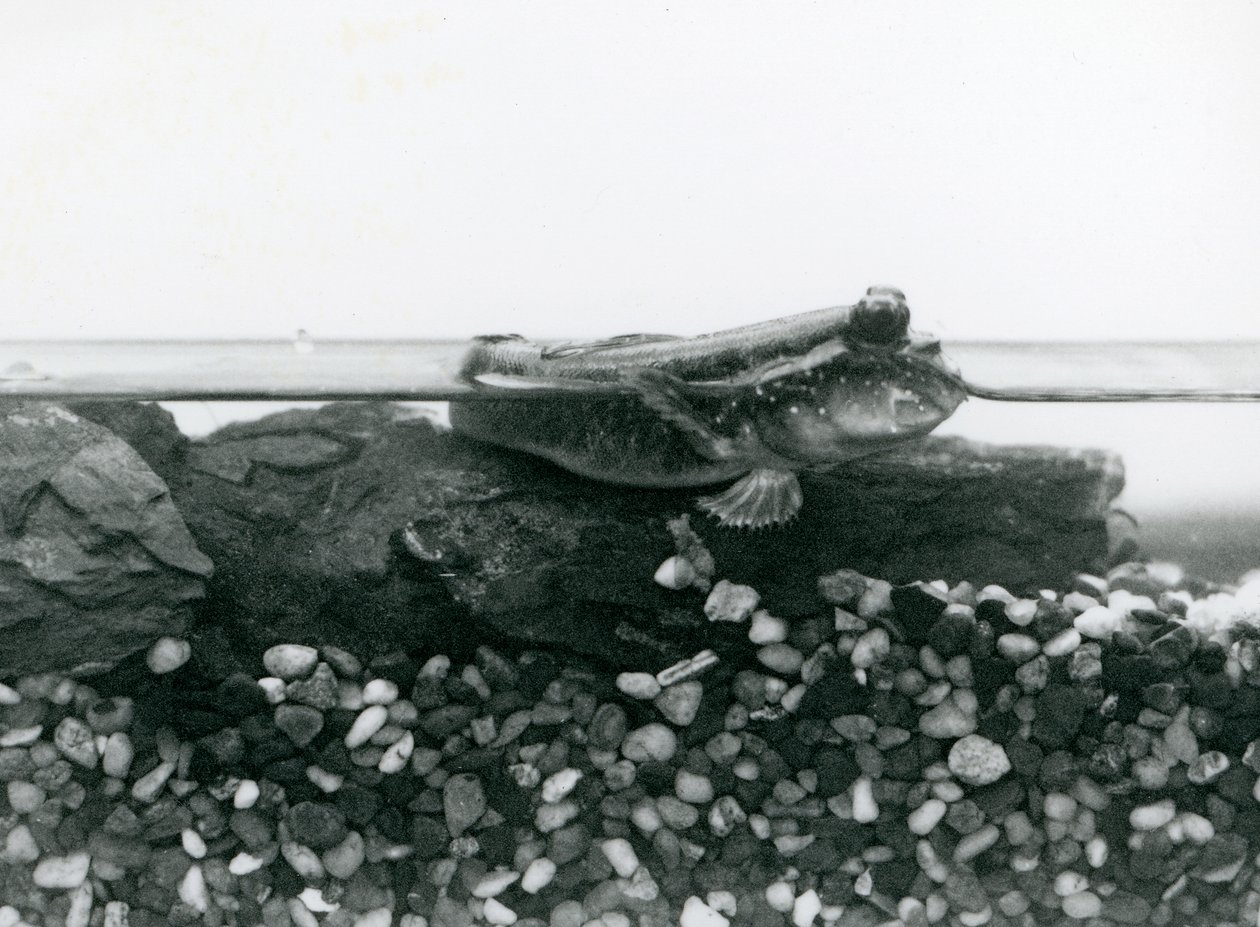 Poskoczek mułowy, spoczywający na zatopionych skałach, z oczami nad wodą, londyńskie zoo autorstwa Frederick William Bond