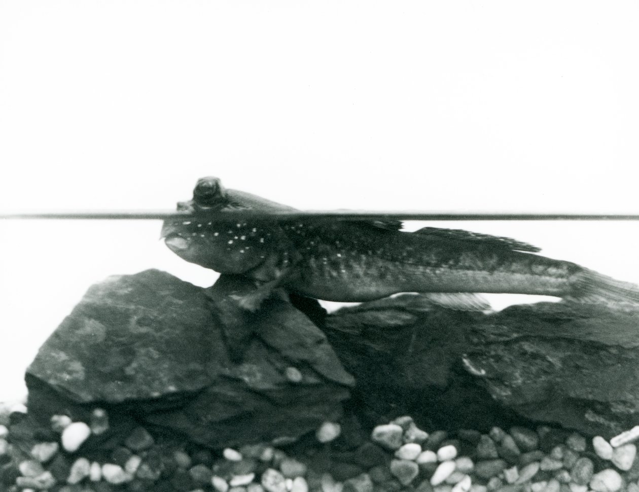 Błotniak stawowy, odpoczywający na zanurzonych skałach, z oczami nad wodą, Londyńskie Zoo autorstwa Frederick William Bond