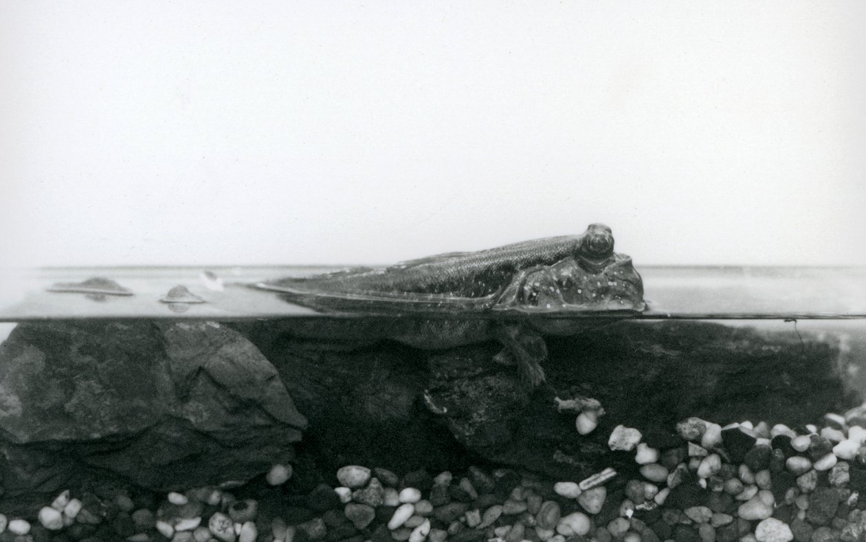 Poskoczek mułowy, spoczywający na zatopionych skałach, z górną częścią ciała nad wodą, londyńskie zoo autorstwa Frederick William Bond