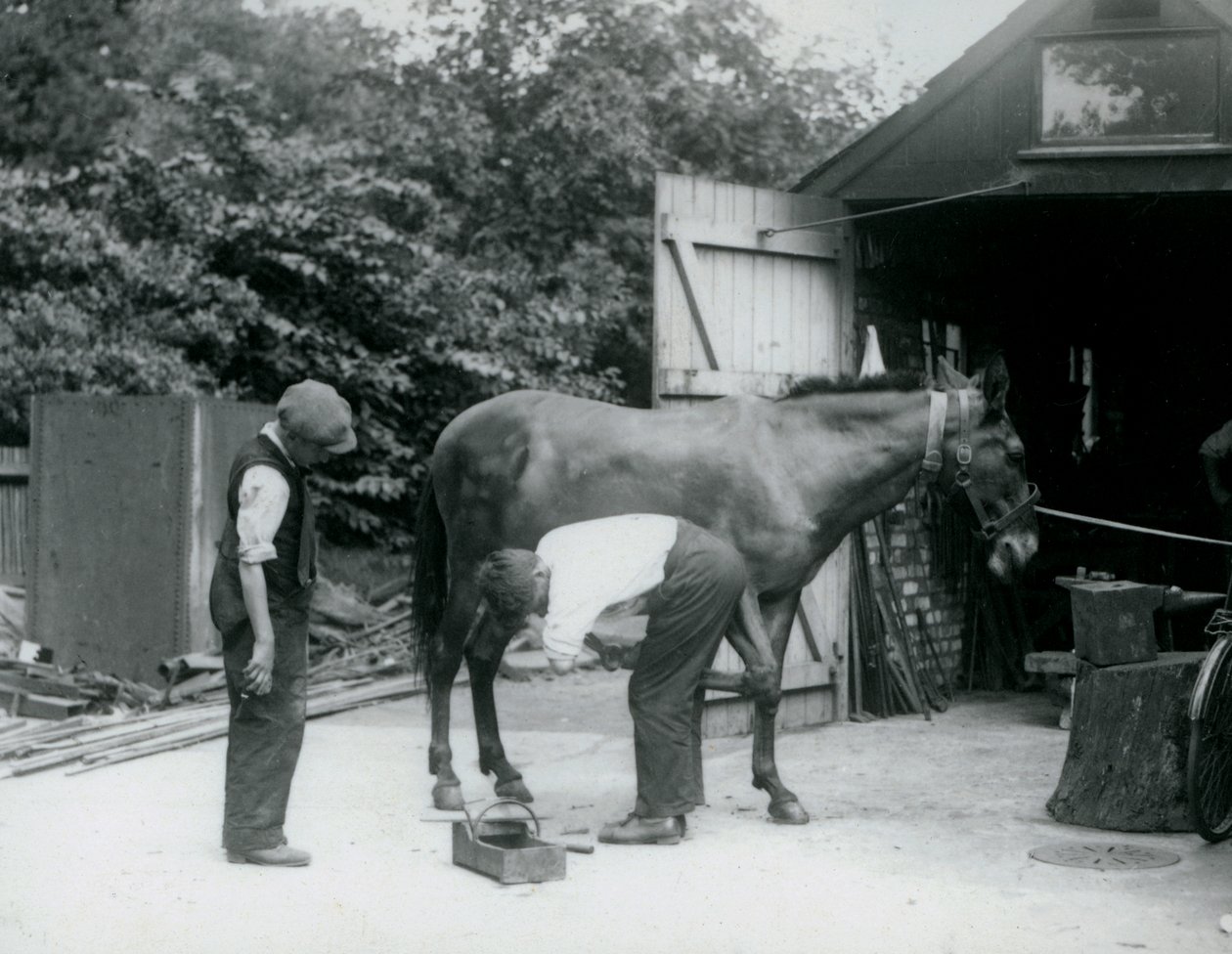 Muł podkuty w londyńskim zoo w 1924 r. autorstwa Frederick William Bond