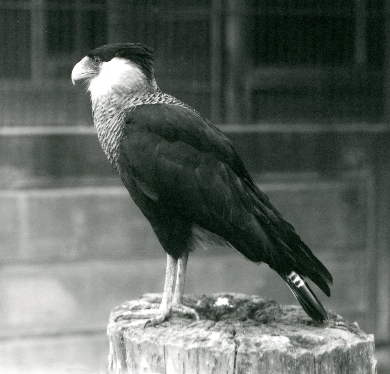 Karakara północna stojąca na pniu w londyńskim zoo, wrzesień 1925 r. autorstwa Frederick William Bond
