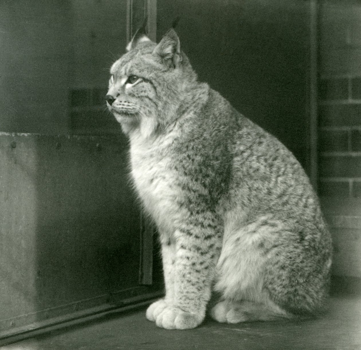 Ryś północny, londyńskie zoo, luty 1925 autorstwa Frederick William Bond