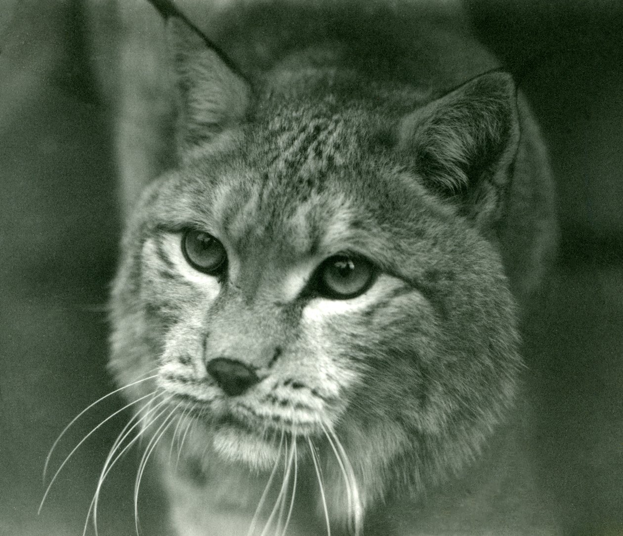 Ryś północny, londyńskie zoo, luty 1925 autorstwa Frederick William Bond