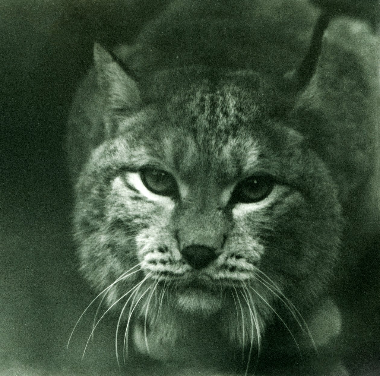 Ryś północny, londyńskie zoo, luty 1925 autorstwa Frederick William Bond