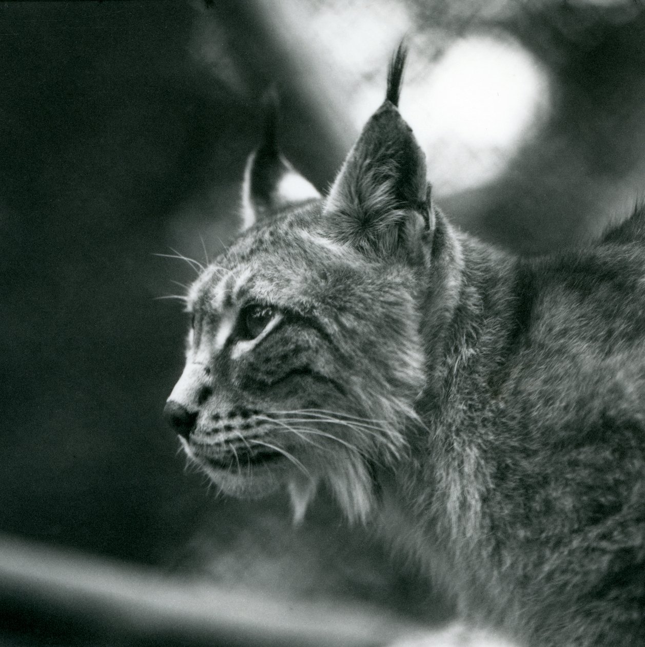 Ryś północny w londyńskim zoo, lipiec 1925 autorstwa Frederick William Bond
