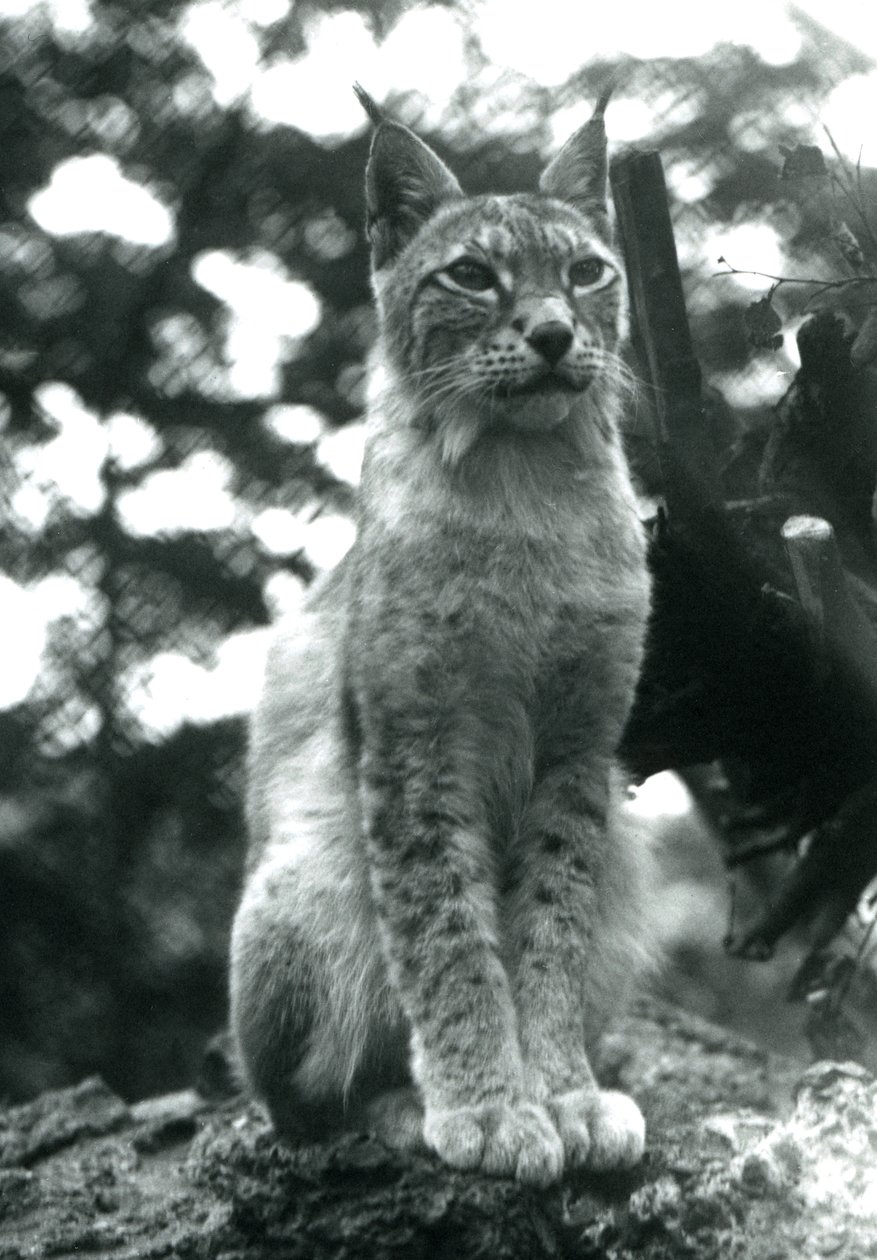 Ryś północny siedzący w londyńskim zoo, lipiec 1925 autorstwa Frederick William Bond