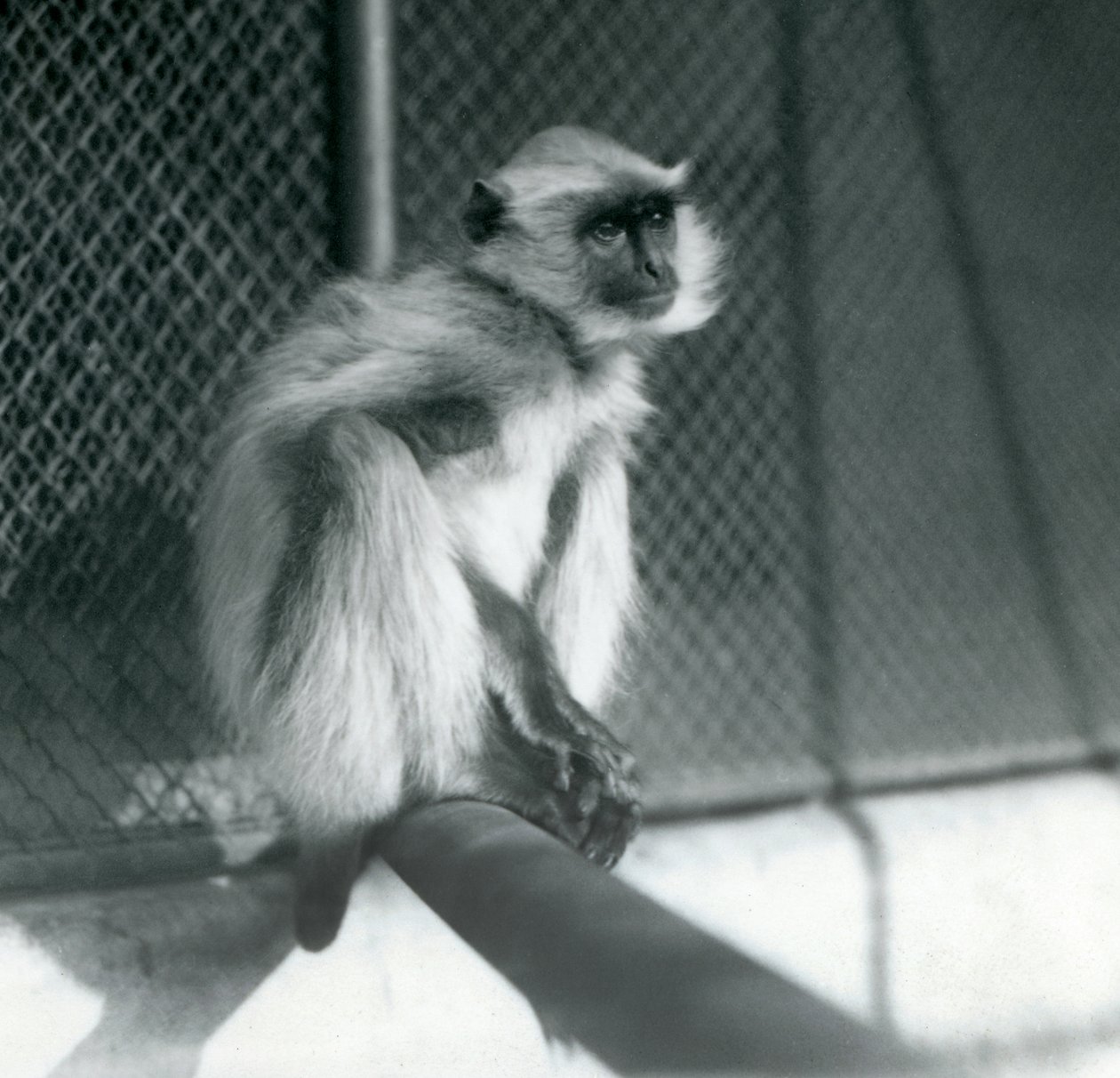 Northern Plains Grey Langur siedzący na grzędzie w swoim wybiegu w londyńskim zoo w 1928 r. (zdjęcie czarno-białe) autorstwa Frederick William Bond