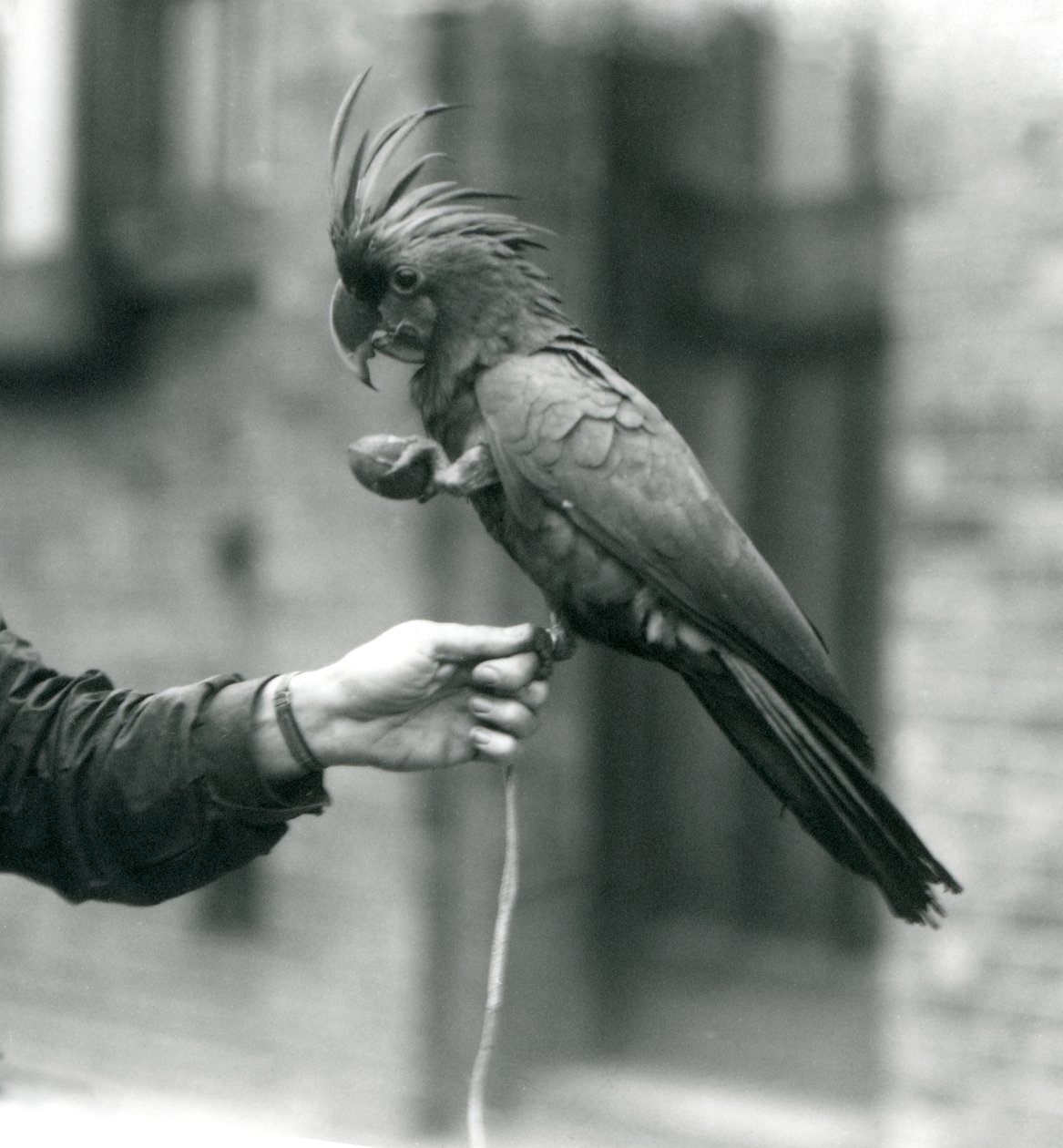 PalmGoliathWielka czarna kakadu trzymająca się jedną nogą na palcu opiekuna i trzymająca smakołyk w kształcie jajka w drugim londyńskim zoo, wrzesień 1927 r. autorstwa Frederick William Bond